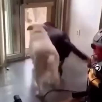 Funniest pets😁😁