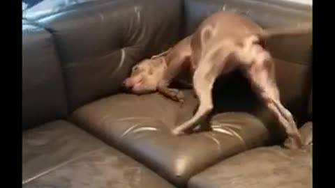 Brown dog scratching itself against brown couch