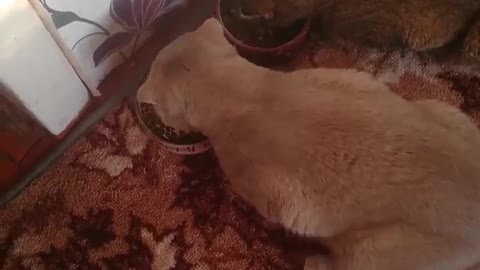 Cats eat, how delicious