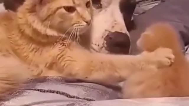 TRY NOT TO LAUGH 😂😂 Cats are so funny 😂