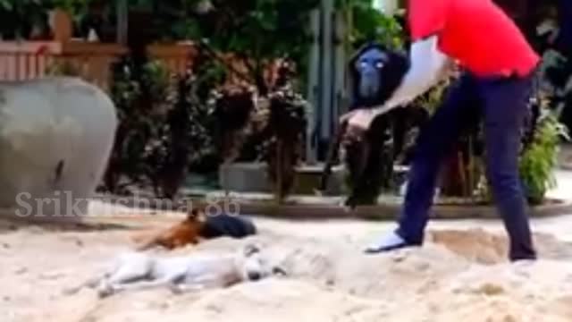 Troll Prank Dog and Fake Tiger Prank To Dog Try Not to Laughing 🤣