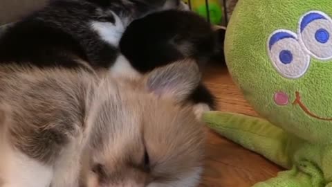 Pappies are sleeping baby dog 🐕