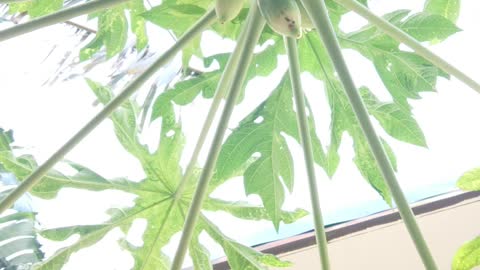 Papaya mabisang gamot kahit anong sakit