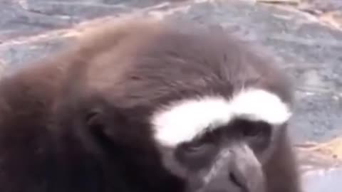 ❤️😹 Funniest Animals 😹 - Best Of 🙊❤️ Funny Animal Videos Ep 26 #Shorts#Pets ❤️