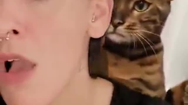 A Cat Slapped his owner "OMG" 😱😹