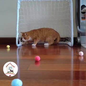 Cat can Also Play Football #cat #football #shorts