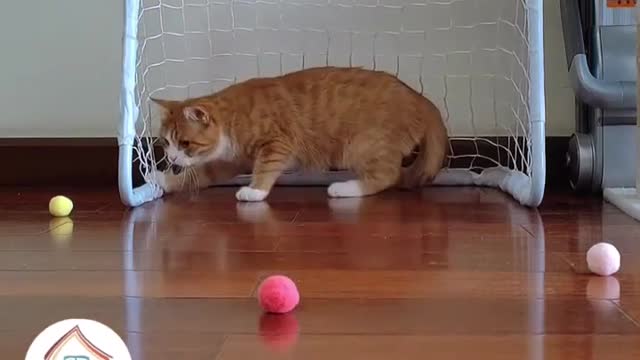 Cat can Also Play Football #cat #football #shorts
