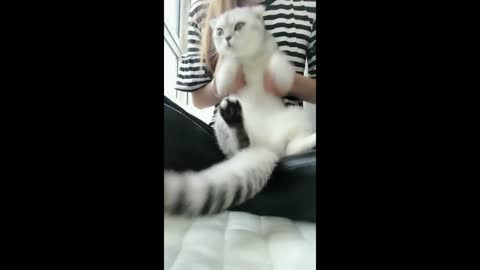 Dancing cat1