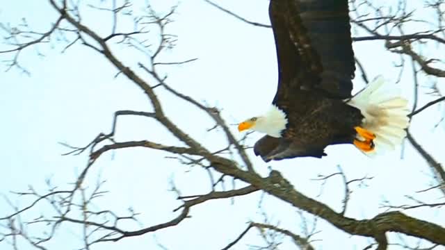 Eagle flying