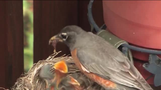 Singing of the Robin Bird - American Robin Bird!!