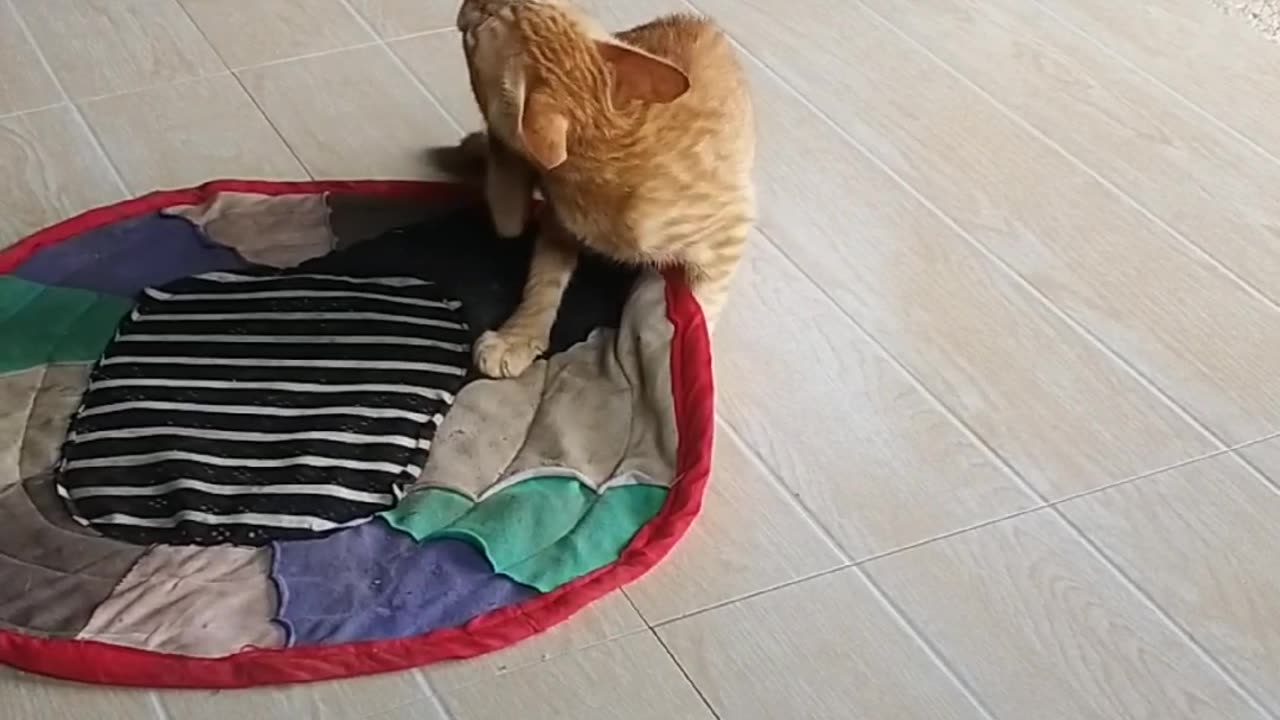 Cat
