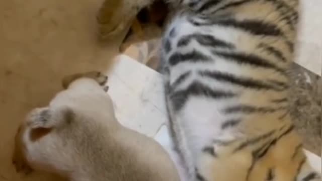 Tiger 🐅 and bulldog plays together showing love..♥️😍😘😍