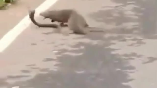 Venomous cobra VS Mongoose. He caught 😱