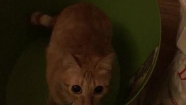 Professional hunter cat!