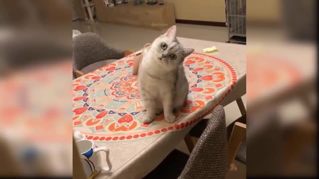 Baby Cats - Cute and Funny Cat Videos