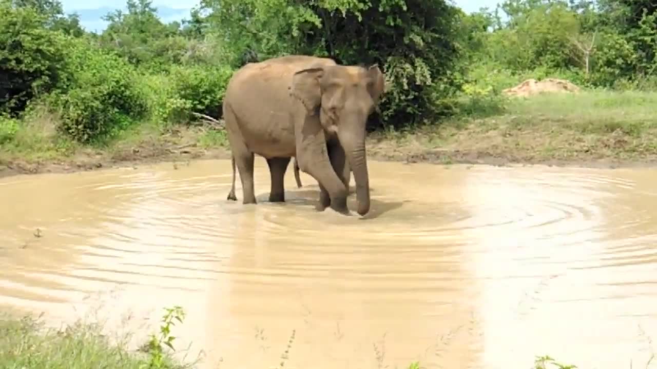 Wild elephant taking bath