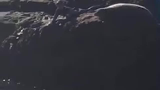 Thinks he's friends with the seals...really tho