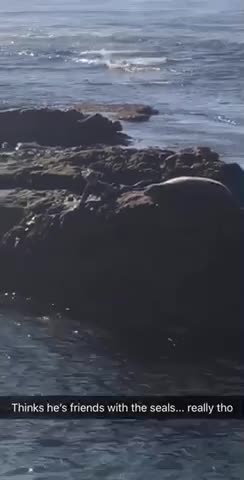 Thinks he's friends with the seals...really tho