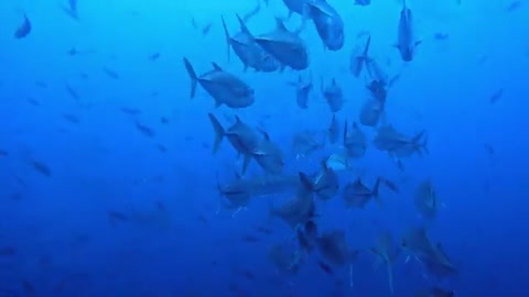 Fish avoid hammerhead sharks by using scuba diver for cover