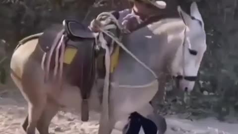 Donkey Dance With Music