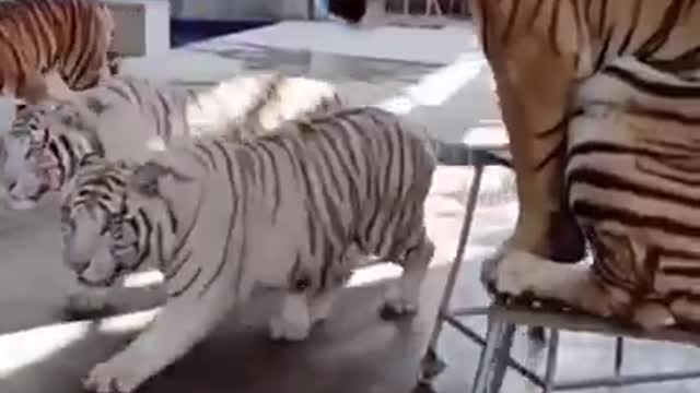 a tiger training day to prepare for an international circus show