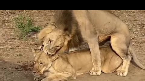 Lion sex | viral lion sex video