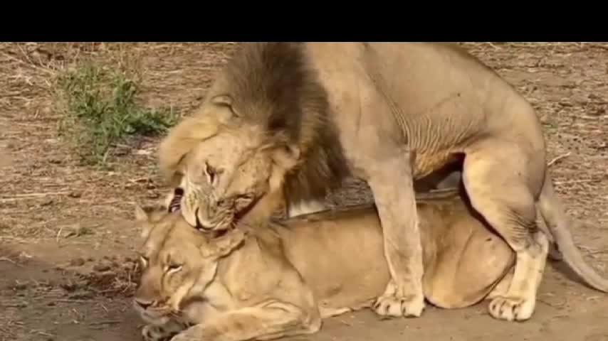 Lion sex | viral lion sex video