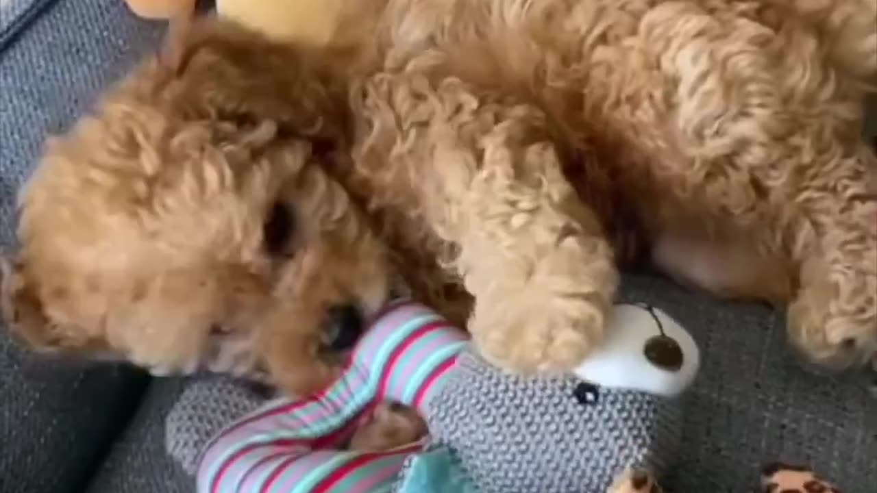 poodle toy