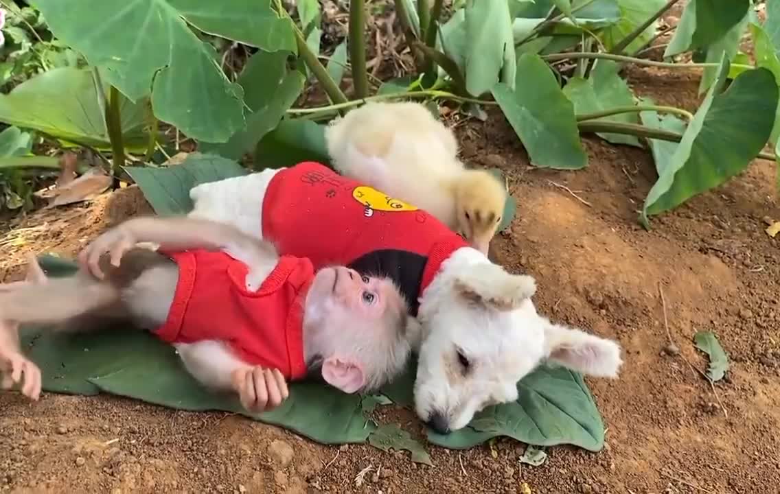 video of dogs, ducks and monkeys being friends and playing together