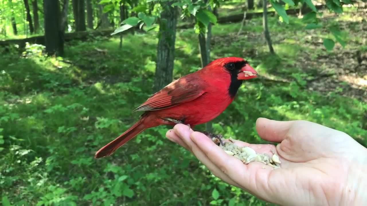 Hand-Feeding Birds in Slow Motion - The Northern Cardinal.