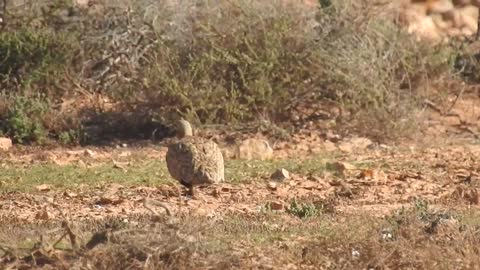 Black-bellied sandgrouse fuerteventura 2