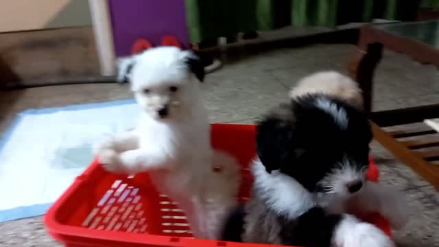 Watch these funny dogs Play