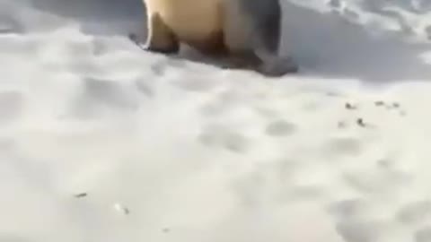 cute little seal