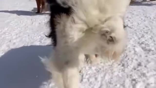 Last puppy going up and down like a lowrider 🤣