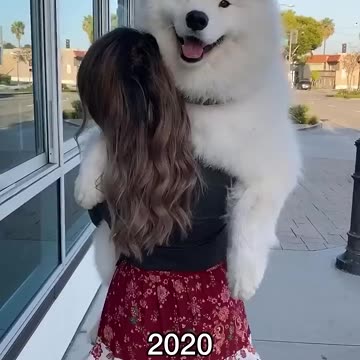 Dog funny video | Dog cute moment part 2