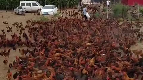 How to feed thousands of chickens