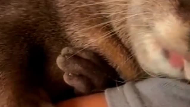 Check out the many displays of adorable pets.(1)