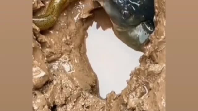 See what this fish will do.