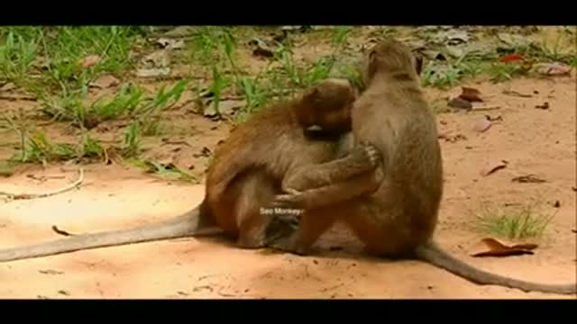 monkey romance 🔥🔥🔥🔥with couple || love with Animal fish Bird & snake