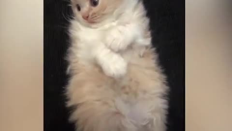 Funny and Cute Cats Videos #14 │ Gadis Sekarwangi