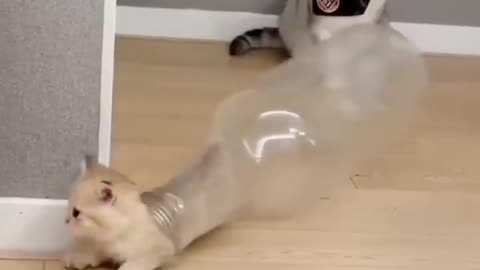 Funny cats