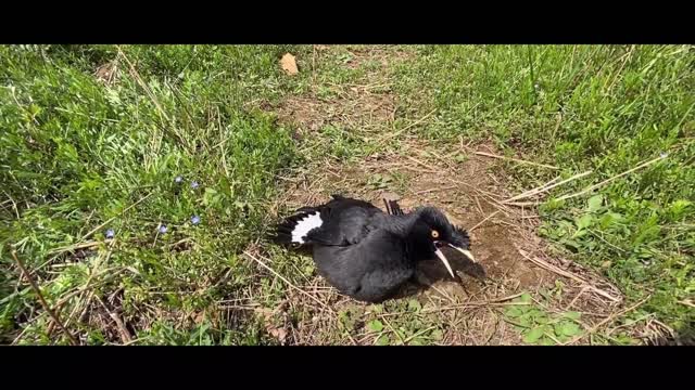 little black bird