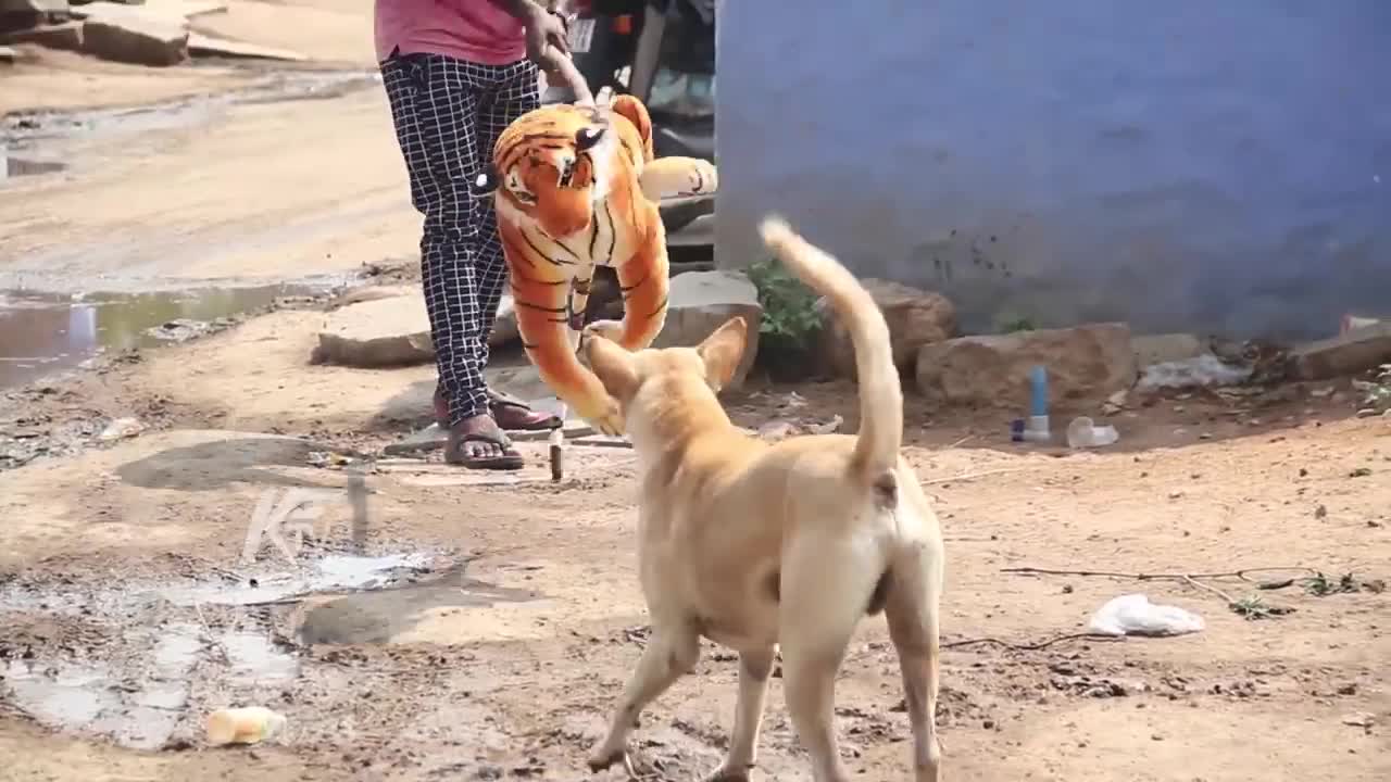 Wow Nice 2 Dogs Pranks!!! Fake Tiger Prank Dog Very Funny Dog Try To Stop Laugh Challenge