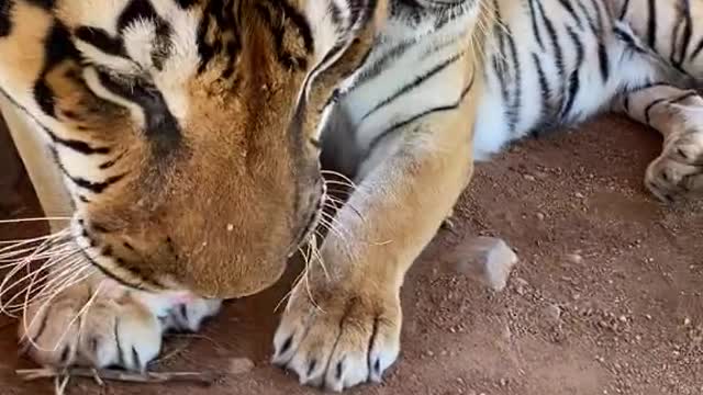Never get in the way of a girl angry with her brother!