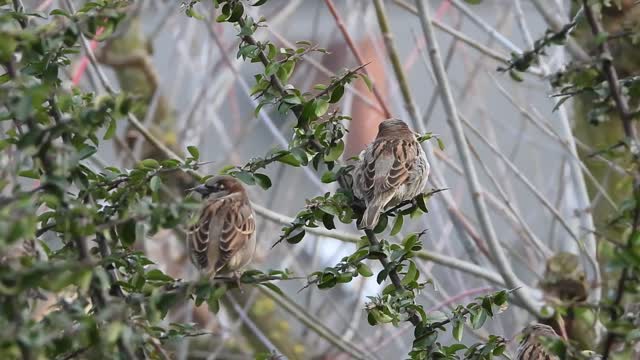 Watch a great video of a group of The Sparrow in the Tree