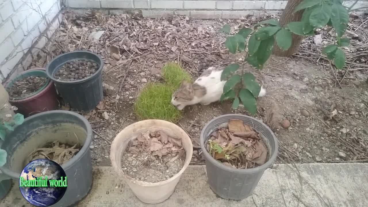 The cat is eating the plant | Kitten | baby cat