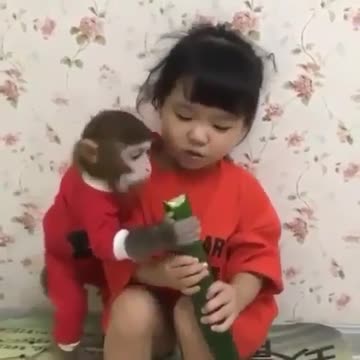 Little monkey eating cucumber with a little girl so cute