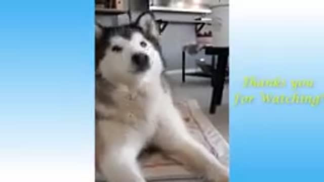 Hilarious dog and cat videos part #2