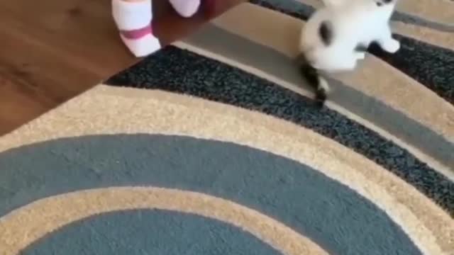 baby play with her cat