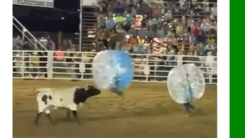 Now this is bullfighting I can get behind #funny Videos